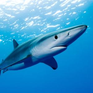 海洋深处的大鲨鱼