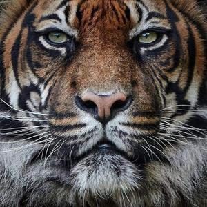 搜索 抖音号:  a2n053 心有猛虎  细嗅蔷薇 关注 合集 没有数据