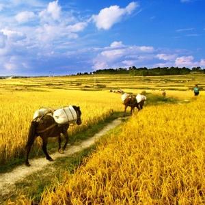 稻田的老人头像