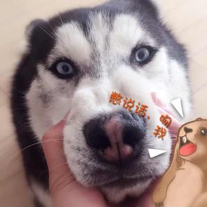 憨憨小高