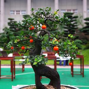 小喻金弹子盆景头像