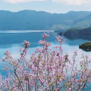 琴曲头像