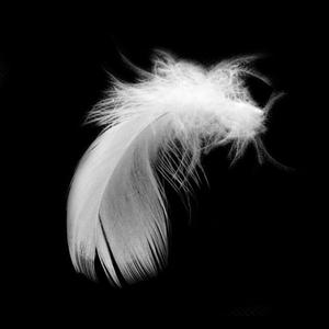 天使羽毛头像图片