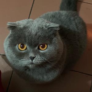 蓝猫的主页 - 抖音