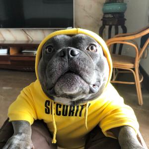 墩胖子(打脸专业恶霸犬)头像