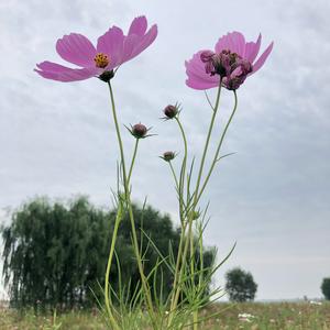 一缕阳光头像