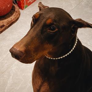 养杜宾的美少女头像