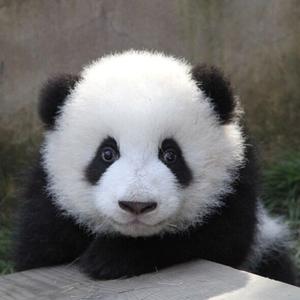 熊猫是猫头像