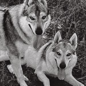 捷克狼犬-狼崽,艾克头像