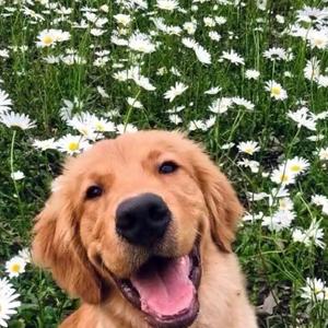 金毛siri(为金毛siri 发声)头像