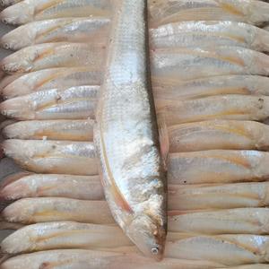 搜索 抖音号:  7ed13 刀鱼,梅童鱼,黄鱼,海鲈鱼,沙光鱼,海对虾,青蟹等