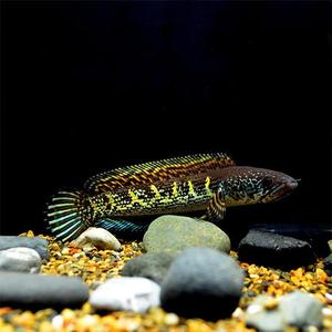 阿坤玩雷龙头像