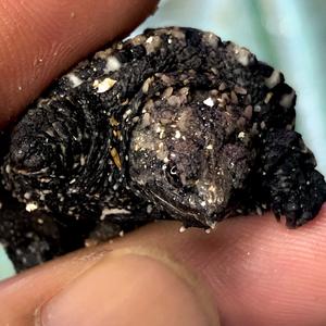 哥斯拉原种佛鳄龟头像