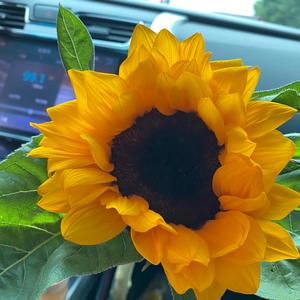 向日葵头像