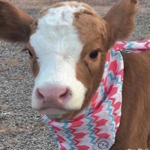 吃草的小牛牛头像