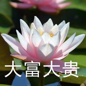 冬天的花头像