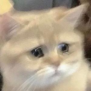 小猫伤心中头像