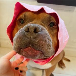 恶霸犬@肥牛头像