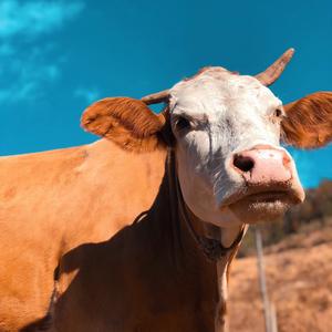 回乡养牛人头像