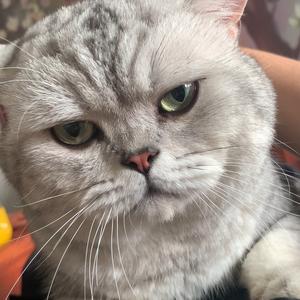 博主 有无数只猫猫,喜欢猫猫的,可以点个关注哟 豆豆猫:英短银渐层