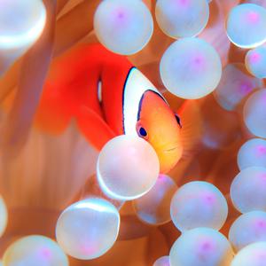 玩海缸的果汁先生的主页 - 佳耀水族馆官方账号 - 抖音