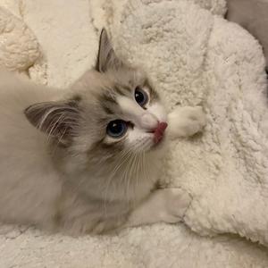 一只干饭喵呀头像