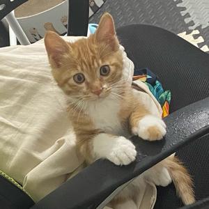 大头是只猫头像