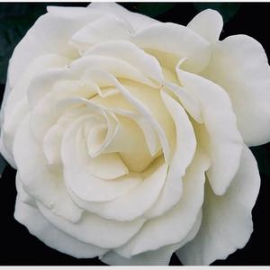 白玫瑰花图片头像图片