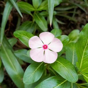 汪峰车菊草图片