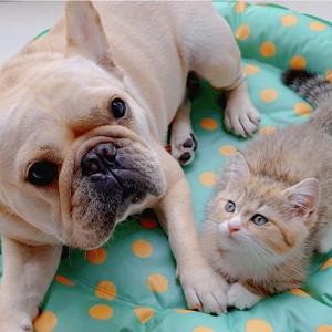 达氏兄弟(汪喵)头像