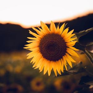 故事的小黄花头像