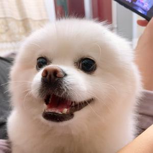 肉肉是混血博美头像