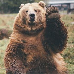 熊二一样的熊头像