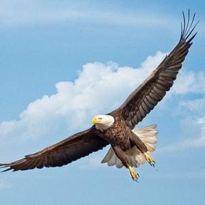 乄自由丶飞翔.℡头像