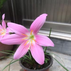 柠檬草的味道头像