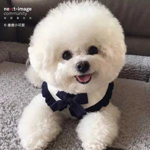 宝贝萌宠(茶杯犬)