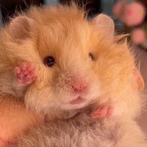 如意金丝熊头像