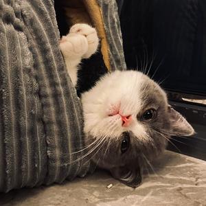 3w 抖音号:  ritz_titpodeon 男男兽是我 铁锅炖是我的猫(曼基康蓝白