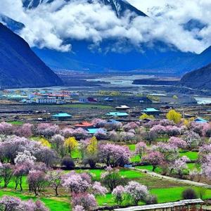 雪山下的白牦牛头像