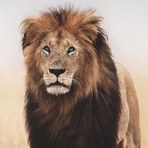 动物世界你不知头像