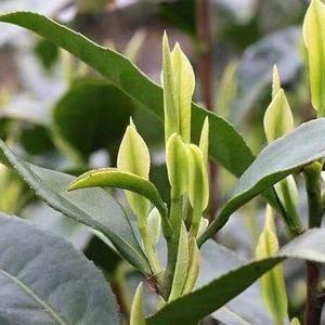 御茶の水安吉白茶头像