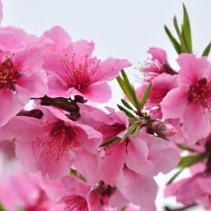 桃花朵朵开头像