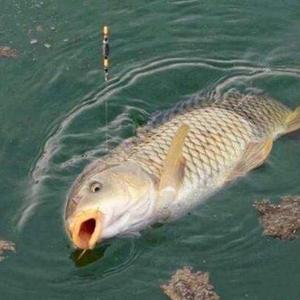 小龙哥爱钓鱼头像