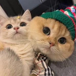 小在线刷抖音头像