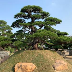 青艺园头像