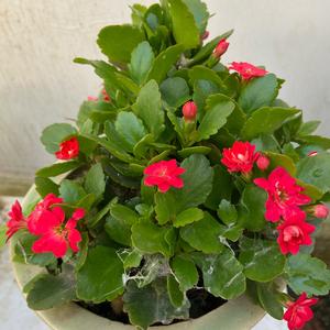 长寿花(请不要连赞)头像