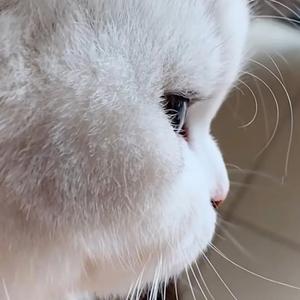 喝可乐的猫vlong头像