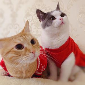 lisa pjf 喵～丽萨头像