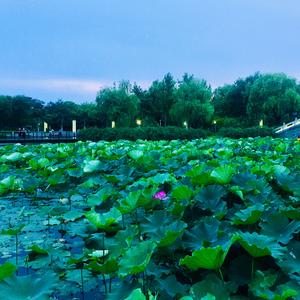 抖音头像风景过山车图片