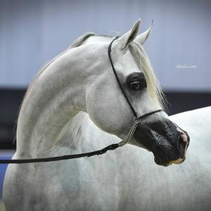 盛世辉煌--进口阿拉伯马头像
